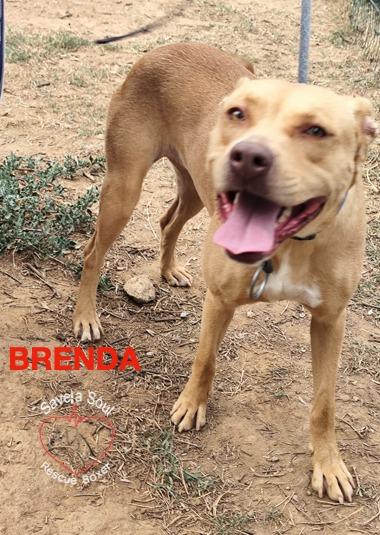 Brenda Foto 4
